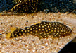 L18 Golden Nugget Wels / Orangesaum-Prachtharnischwels - Baryancistrus xanthellus aqua-teck