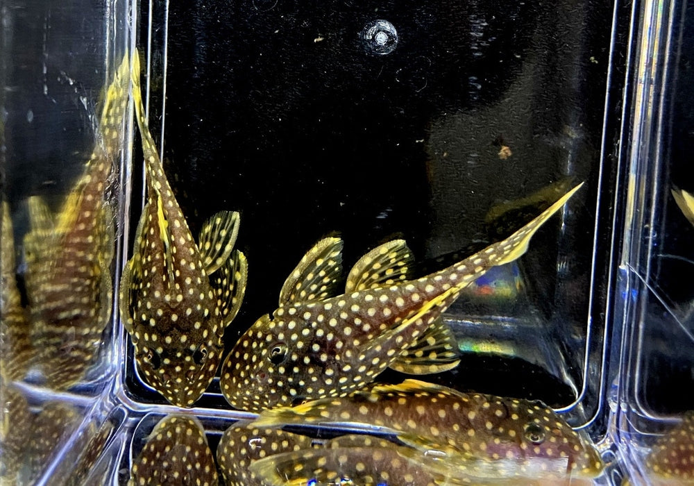 L18 Golden Nugget Wels / Orangesaum-Prachtharnischwels - Baryancistrus xanthellus aqua-teck