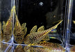 L18 Golden Nugget Wels / Orangesaum-Prachtharnischwels - Baryancistrus xanthellus aqua-teck