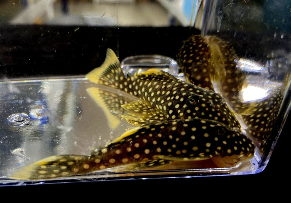 L18 Golden Nugget Wels / Orangesaum-Prachtharnischwels - Baryancistrus xanthellus aqua-teck