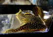 L18 Golden Nugget Wels / Orangesaum-Prachtharnischwels - Baryancistrus xanthellus aqua-teck