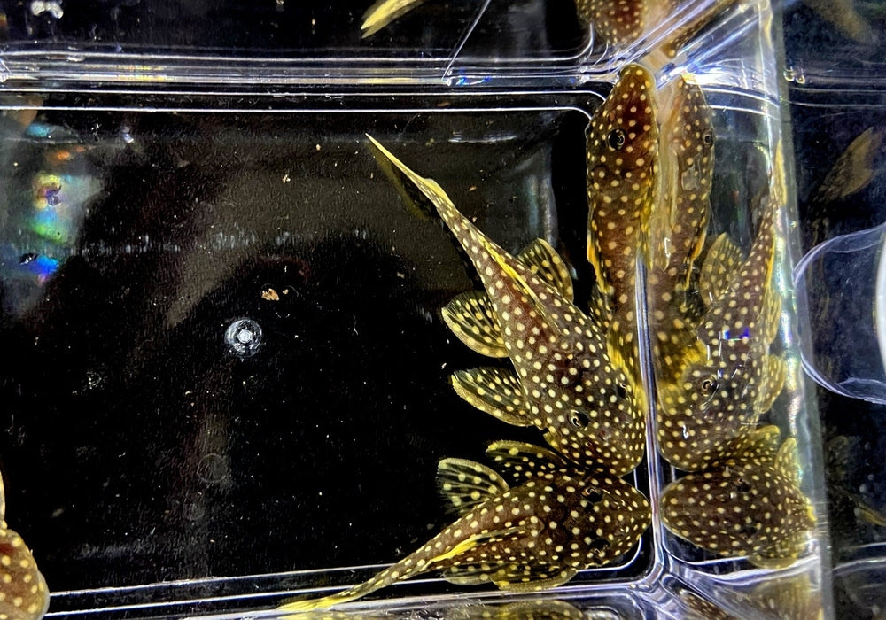 L18 Golden Nugget Wels / Orangesaum-Prachtharnischwels - Baryancistrus xanthellus aqua-teck