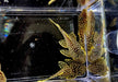 L18 Golden Nugget Wels / Orangesaum-Prachtharnischwels - Baryancistrus xanthellus aqua-teck