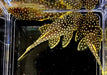 L18 Golden Nugget Wels / Orangesaum-Prachtharnischwels - Baryancistrus xanthellus aqua-teck
