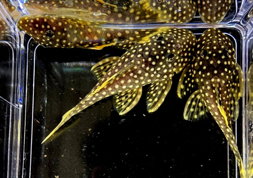 L18 Golden Nugget Wels / Orangesaum-Prachtharnischwels - Baryancistrus xanthellus aqua-teck