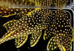 L18 Golden Nugget Wels / Orangesaum-Prachtharnischwels - Baryancistrus xanthellus aqua-teck