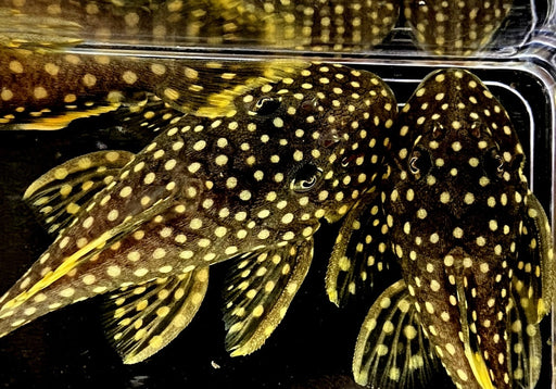 L18 Golden Nugget Wels / Orangesaum-Prachtharnischwels - Baryancistrus xanthellus aqua-teck