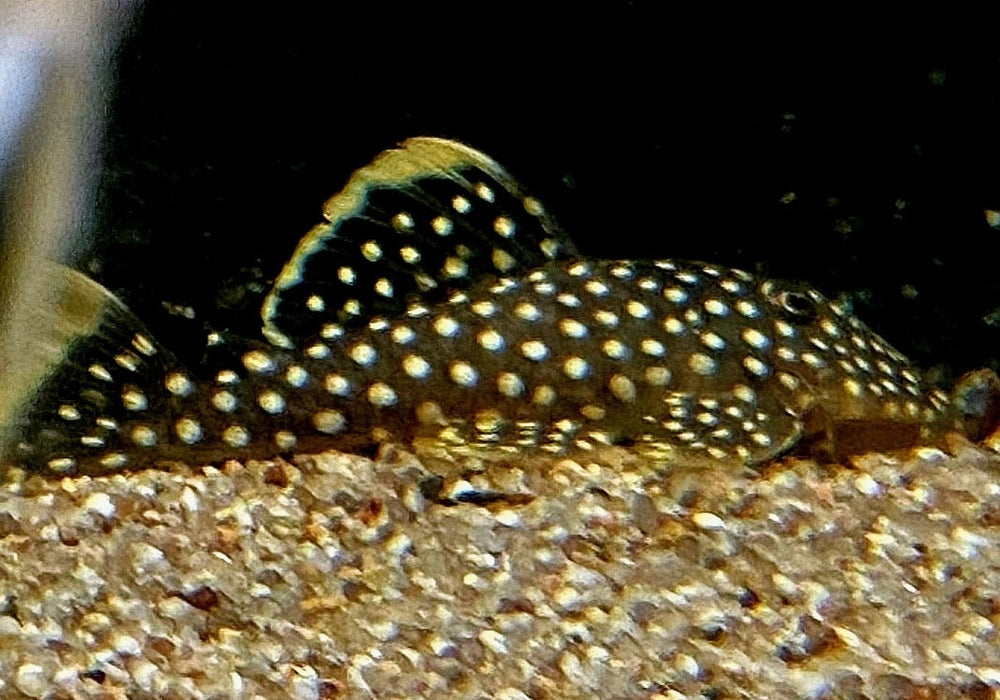 L18 Golden Nugget Wels / Orangesaum-Prachtharnischwels - Baryancistrus xanthellus aqua-teck
