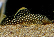 L18 Golden Nugget Wels / Orangesaum-Prachtharnischwels - Baryancistrus xanthellus aqua-teck