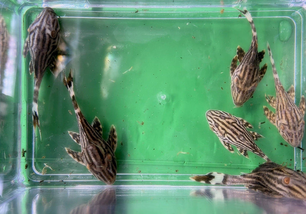 Preisbrecher: L190 Royal Pleco - L190 Panaque nigrolineatus aqua-teck