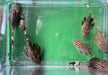 Preisbrecher: L190 Royal Pleco - L190 Panaque nigrolineatus aqua-teck