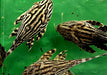Preisbrecher: L190 Royal Pleco - L190 Panaque nigrolineatus aqua-teck