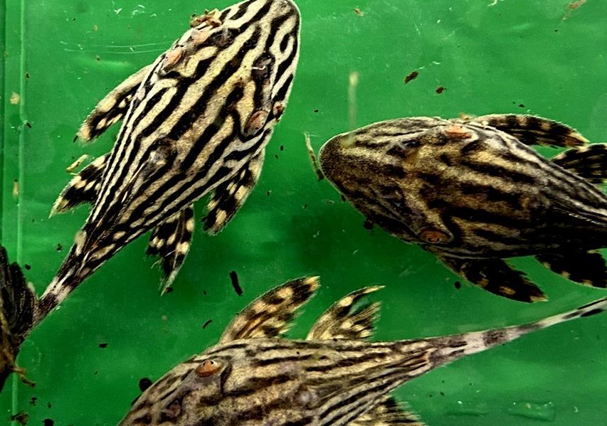 Preisbrecher: L190 Royal Pleco - L190 Panaque nigrolineatus aqua-teck