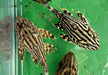 Preisbrecher: L190 Royal Pleco - L190 Panaque nigrolineatus aqua-teck