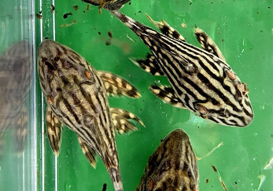 Preisbrecher: L190 Royal Pleco - L190 Panaque nigrolineatus aqua-teck