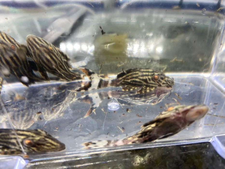 Preisbrecher: L190 Royal Pleco - L190 Panaque nigrolineatus aqua-teck