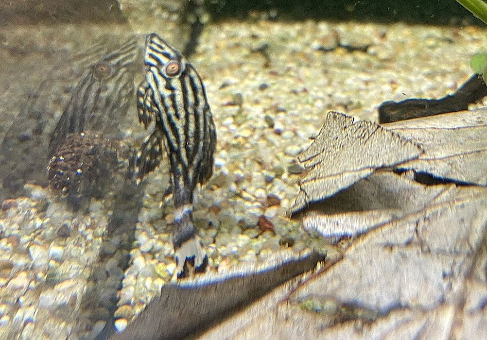 Preisbrecher: L190 Royal Pleco - L190 Panaque nigrolineatus aqua-teck