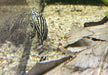 Preisbrecher: L190 Royal Pleco - L190 Panaque nigrolineatus aqua-teck