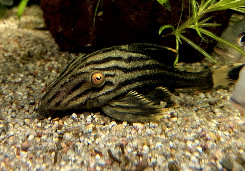 Preisbrecher: L190 Royal Pleco - L190 Panaque nigrolineatus aqua-teck