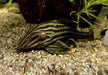 Preisbrecher: L190 Royal Pleco - L190 Panaque nigrolineatus aqua-teck