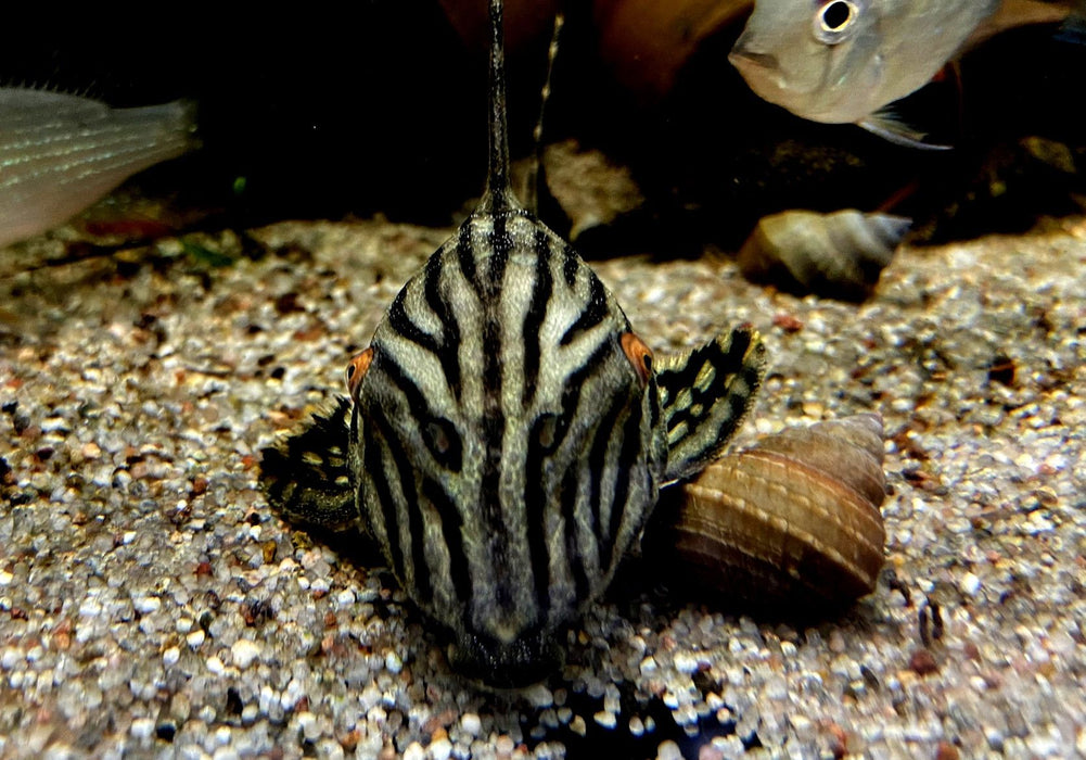 Preisbrecher: L190 Royal Pleco - L190 Panaque nigrolineatus aqua-teck