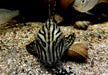 Preisbrecher: L190 Royal Pleco - L190 Panaque nigrolineatus aqua-teck