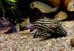 Preisbrecher: L190 Royal Pleco - L190 Panaque nigrolineatus aqua-teck