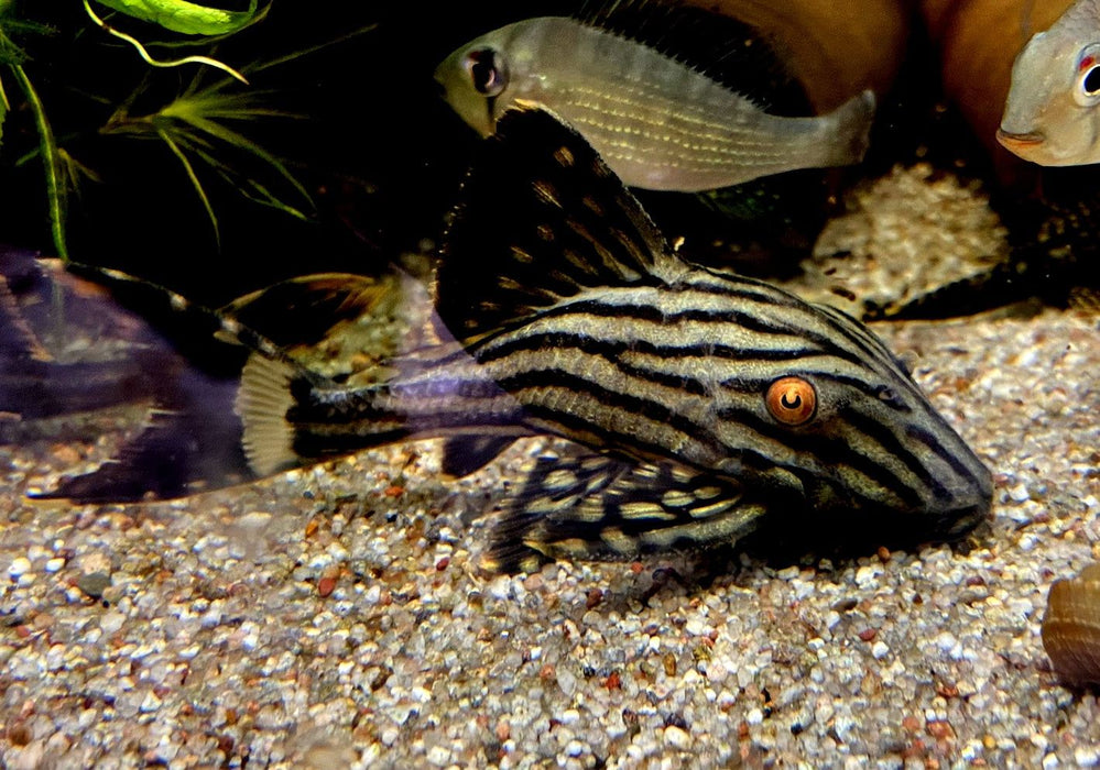 Preisbrecher: L190 Royal Pleco - L190 Panaque nigrolineatus aqua-teck