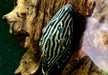 Preisbrecher: L190 Royal Pleco - L190 Panaque nigrolineatus aqua-teck