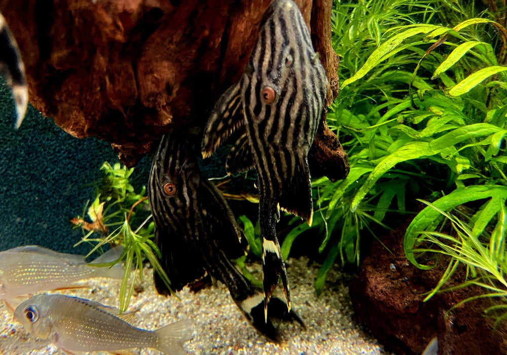 Preisbrecher: L190 Royal Pleco - L190 Panaque nigrolineatus aqua-teck