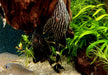 Preisbrecher: L190 Royal Pleco - L190 Panaque nigrolineatus aqua-teck