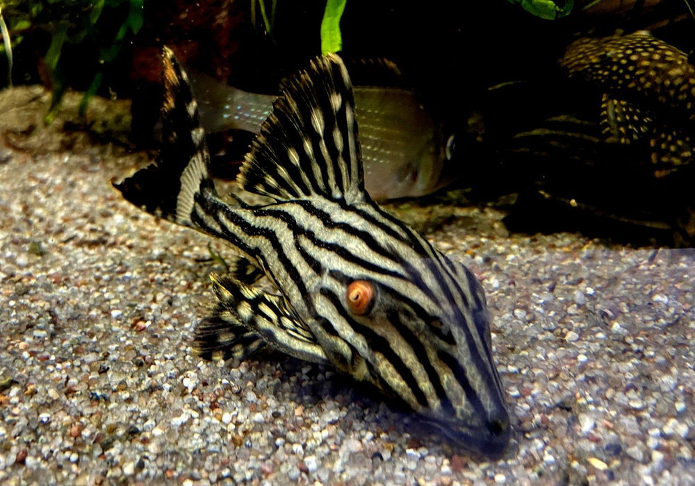 Preisbrecher: L190 Royal Pleco - L190 Panaque nigrolineatus aqua-teck