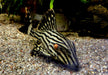 Preisbrecher: L190 Royal Pleco - L190 Panaque nigrolineatus aqua-teck