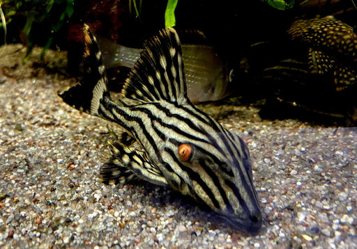 Preisbrecher: L190 Royal Pleco - L190 Panaque nigrolineatus aqua-teck