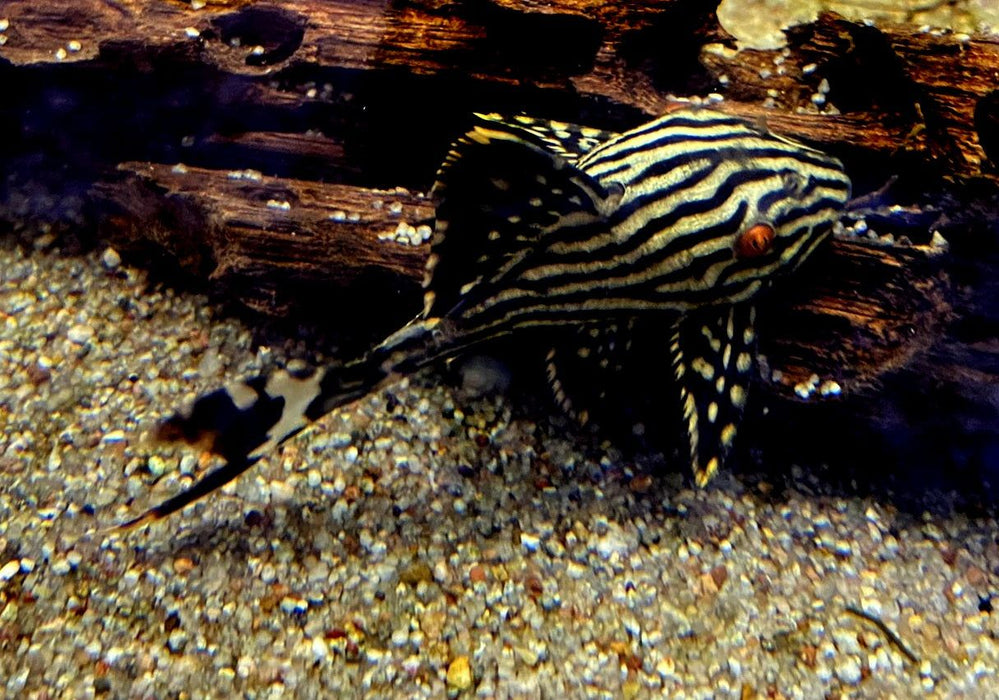 Preisbrecher: L190 Royal Pleco - L190 Panaque nigrolineatus aqua-teck
