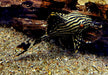Preisbrecher: L190 Royal Pleco - L190 Panaque nigrolineatus aqua-teck