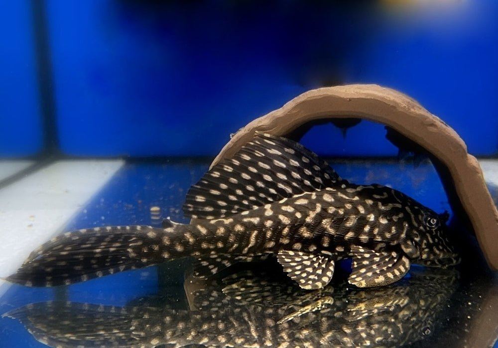 L1 Goldflecken-Segelschilderwels - Pterygoplichthys joselimaianus aqua-teck