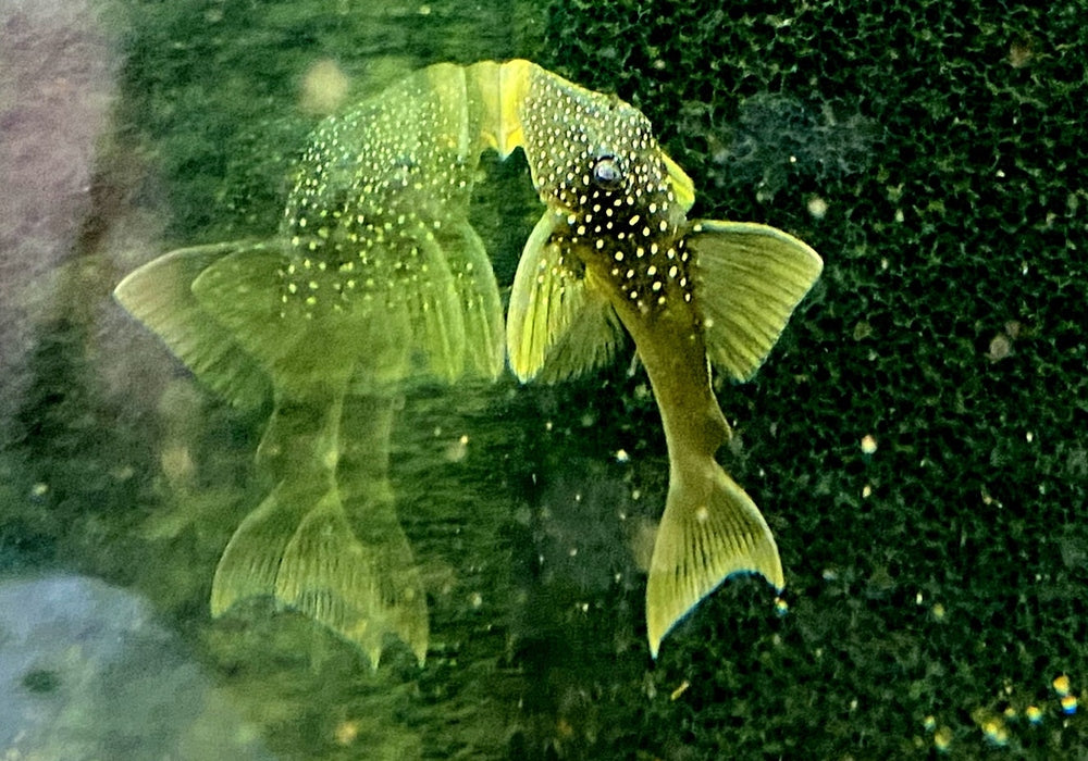 L200 Gelber Phantomwels Low fin - Hemiancistrus subviridis aqua-teck