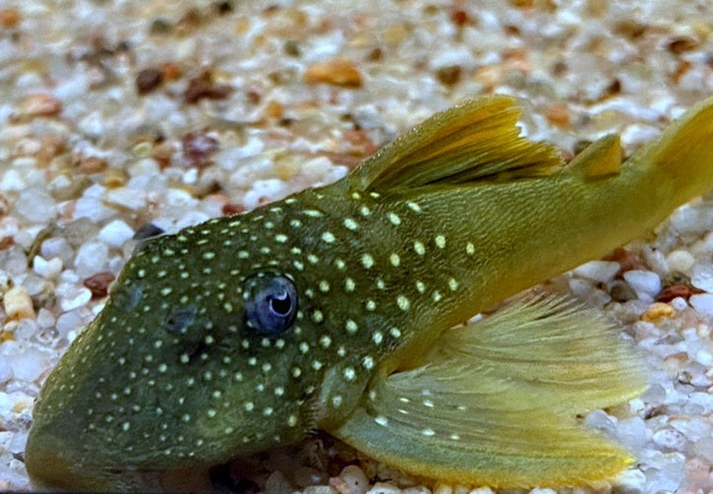 L200 Gelber Phantomwels Low fin - Hemiancistrus subviridis aqua-teck
