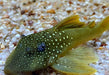 L200 Gelber Phantomwels Low fin - Hemiancistrus subviridis aqua-teck