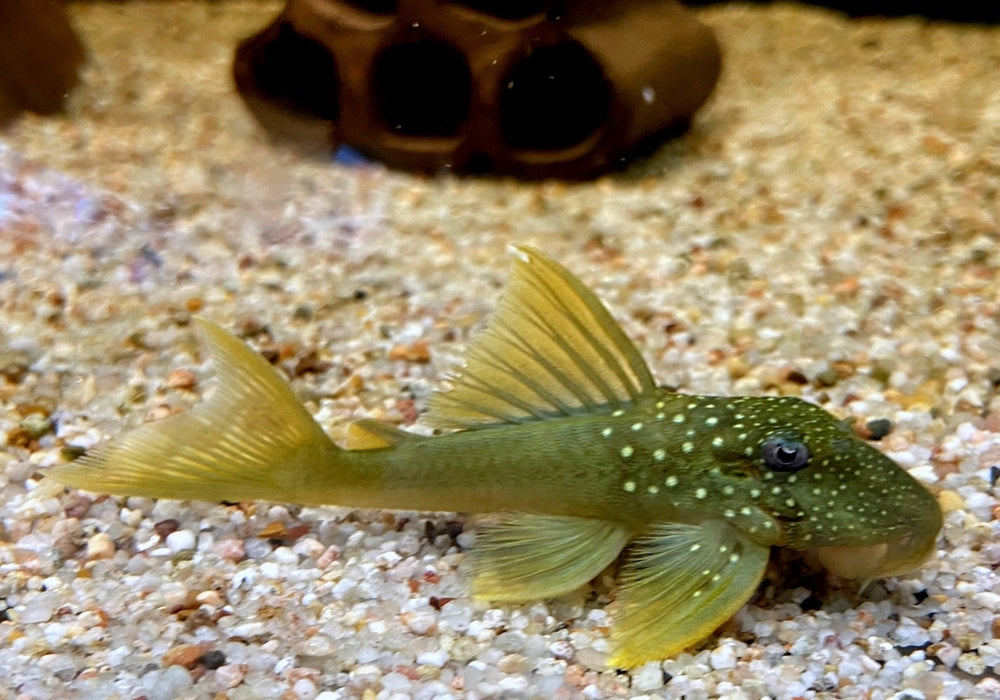 L200 Gelber Phantomwels Low fin - Hemiancistrus subviridis aqua-teck