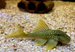 L200 Gelber Phantomwels Low fin - Hemiancistrus subviridis aqua-teck