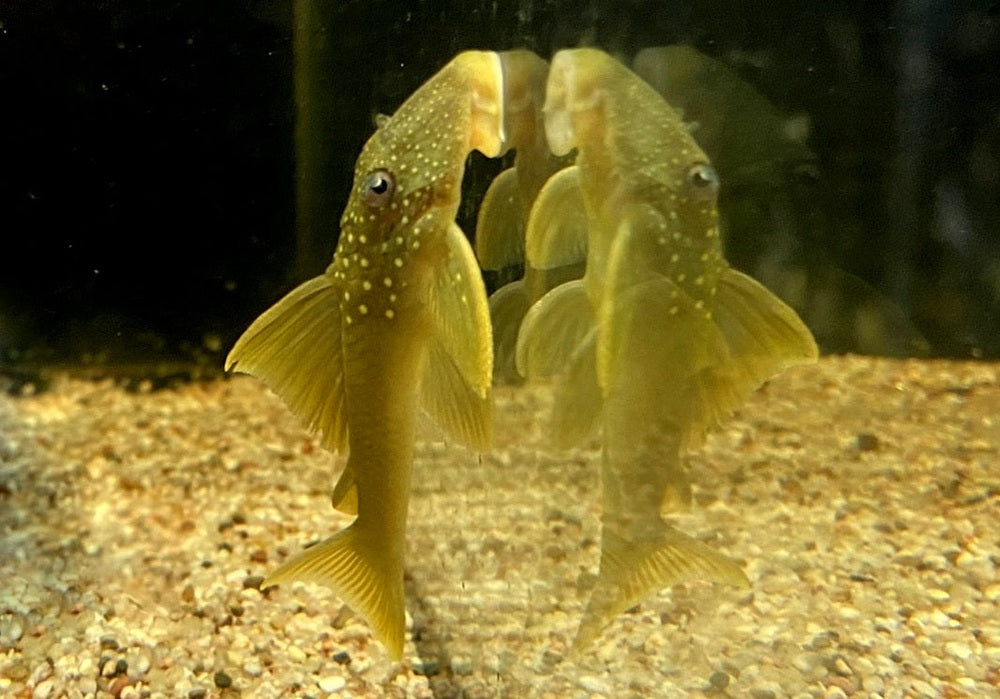 L200 Gelber Phantomwels Low fin - Hemiancistrus subviridis aqua-teck