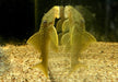 L200 Gelber Phantomwels Low fin - Hemiancistrus subviridis aqua-teck