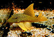 L200a Gelber Phantomwels High fin - Baryancistrus demantoides aqua-teck