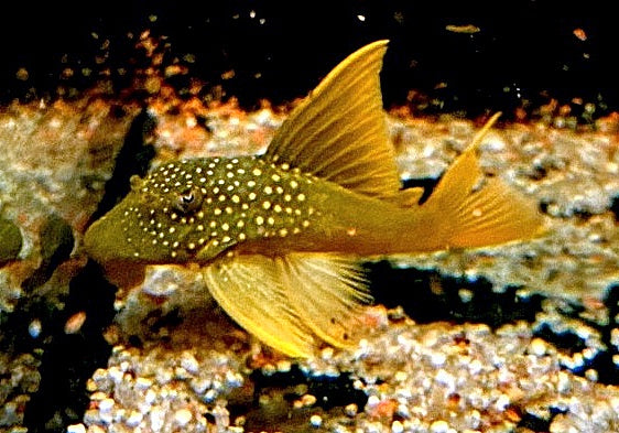 L200a Gelber Phantomwels High fin - Baryancistrus demantoides aqua-teck
