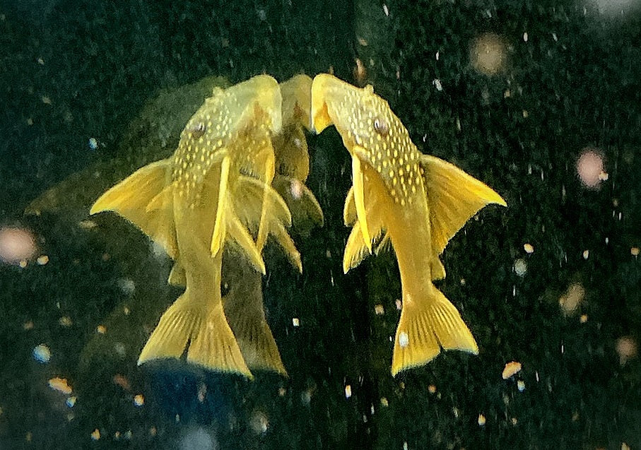 L200a Gelber Phantomwels High fin - Baryancistrus demantoides aqua-teck