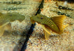 L200a Gelber Phantomwels High fin - Baryancistrus demantoides aqua-teck