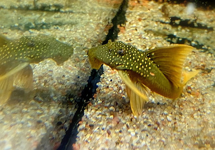 L200a Gelber Phantomwels High fin - Baryancistrus demantoides aqua-teck