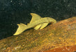 L200a Gelber Phantomwels High fin - Baryancistrus demantoides aqua-teck
